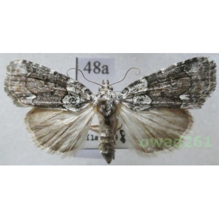 Bryoleuca ereptricula (Treitschke, 1825) Czech48a